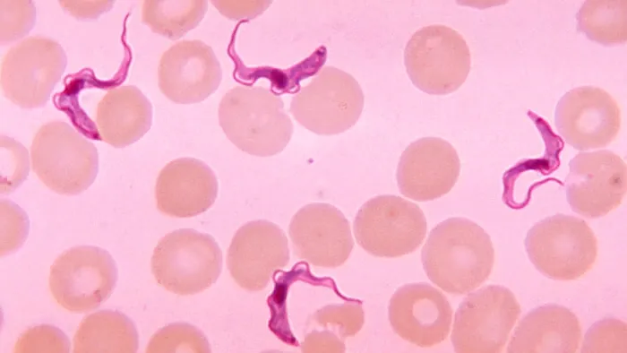 Trypanosoma parasites among red blood cells